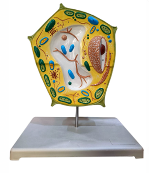 Model of Plant cell Model of Plant cell